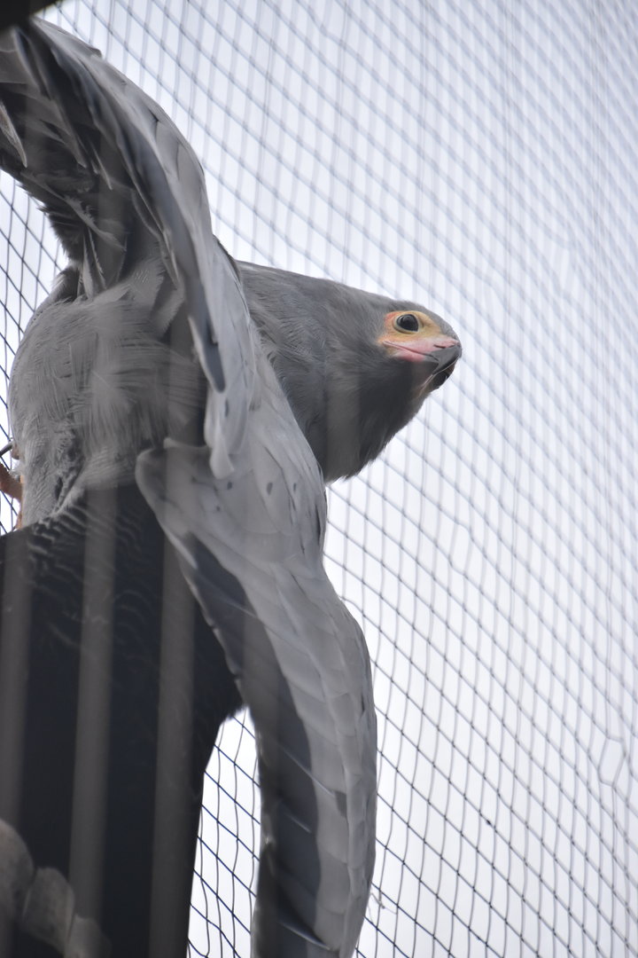 African harrier hawk