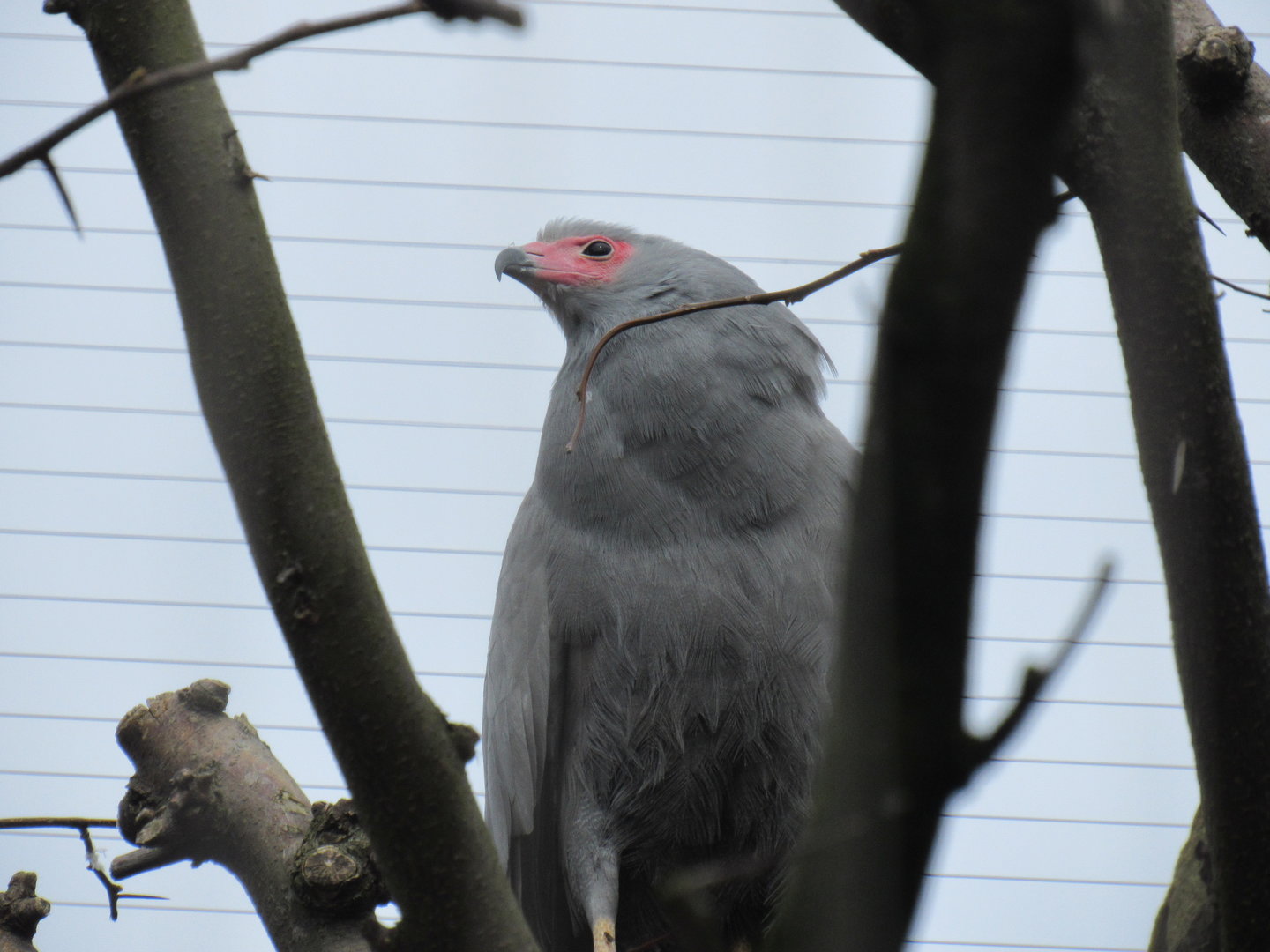 African Harrier Hawk