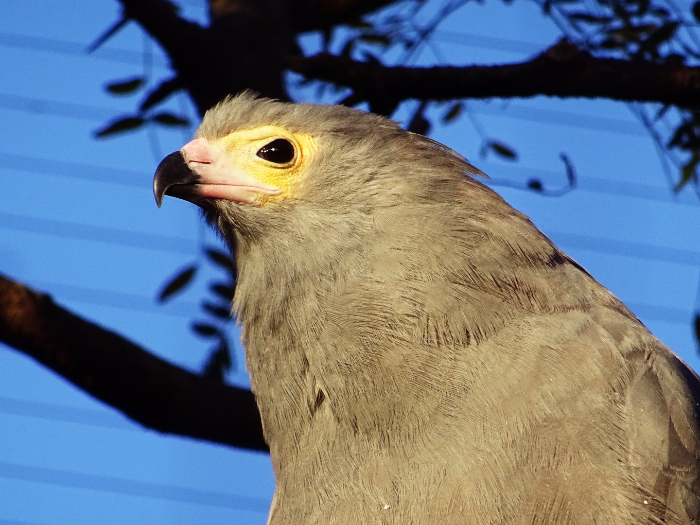 African harrier hawk