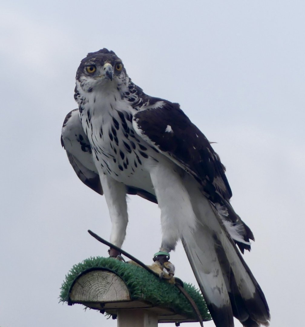 African Hawk Eagle - 18.08.24