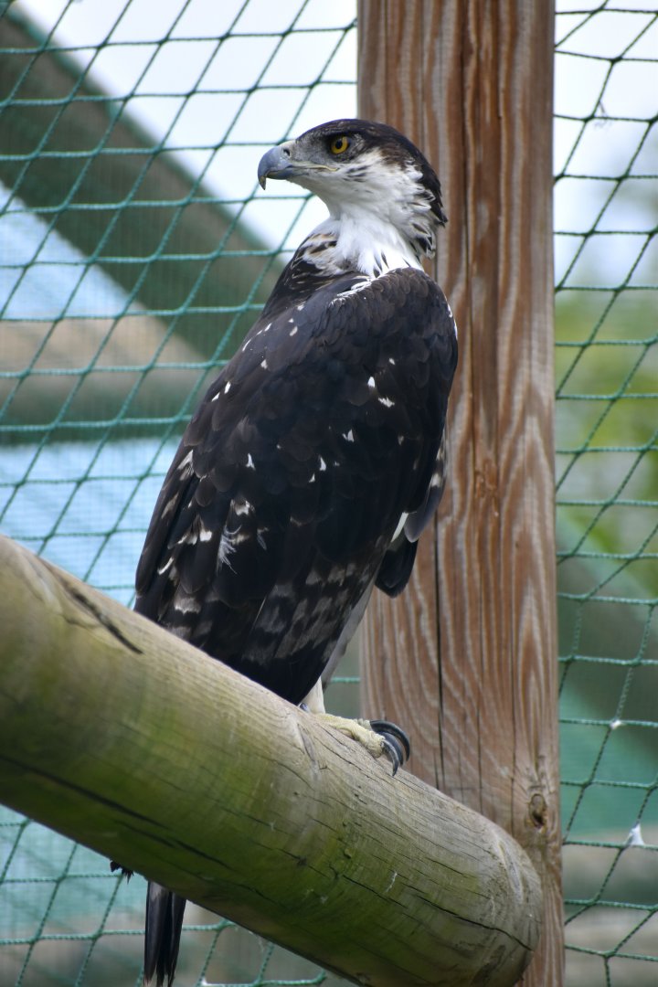 African Hawk-Eagle - Aquila spilogaster