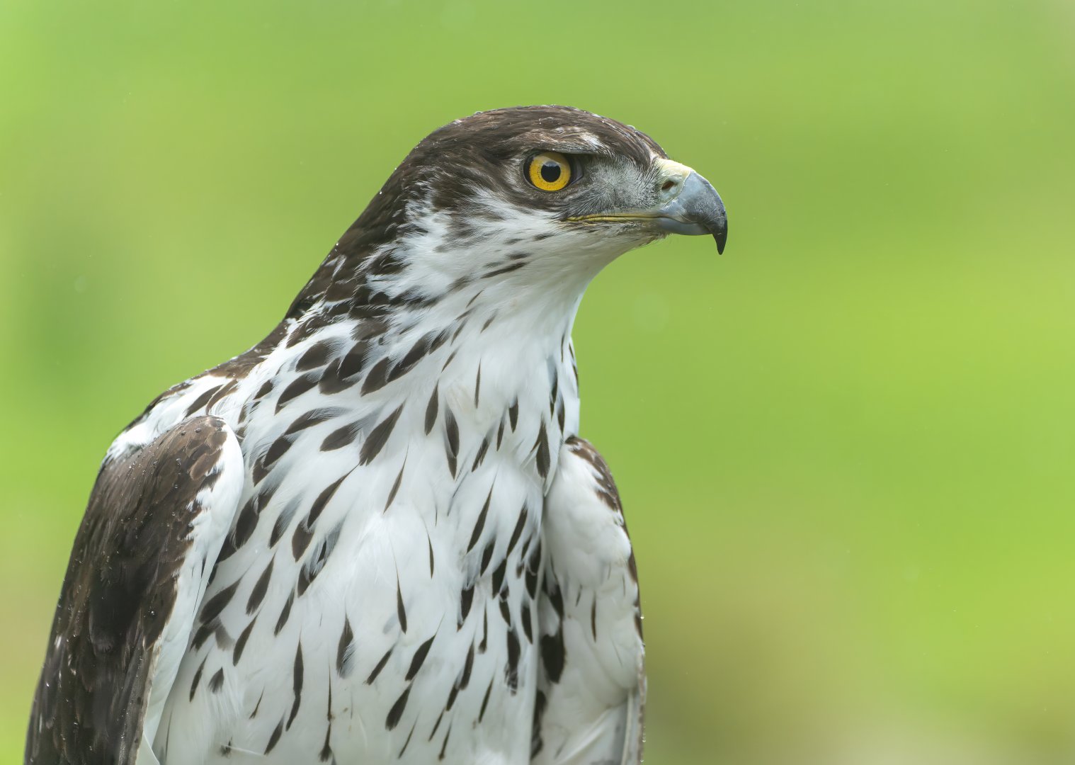 African hawk eagle, Hawk conservancy trust, UK