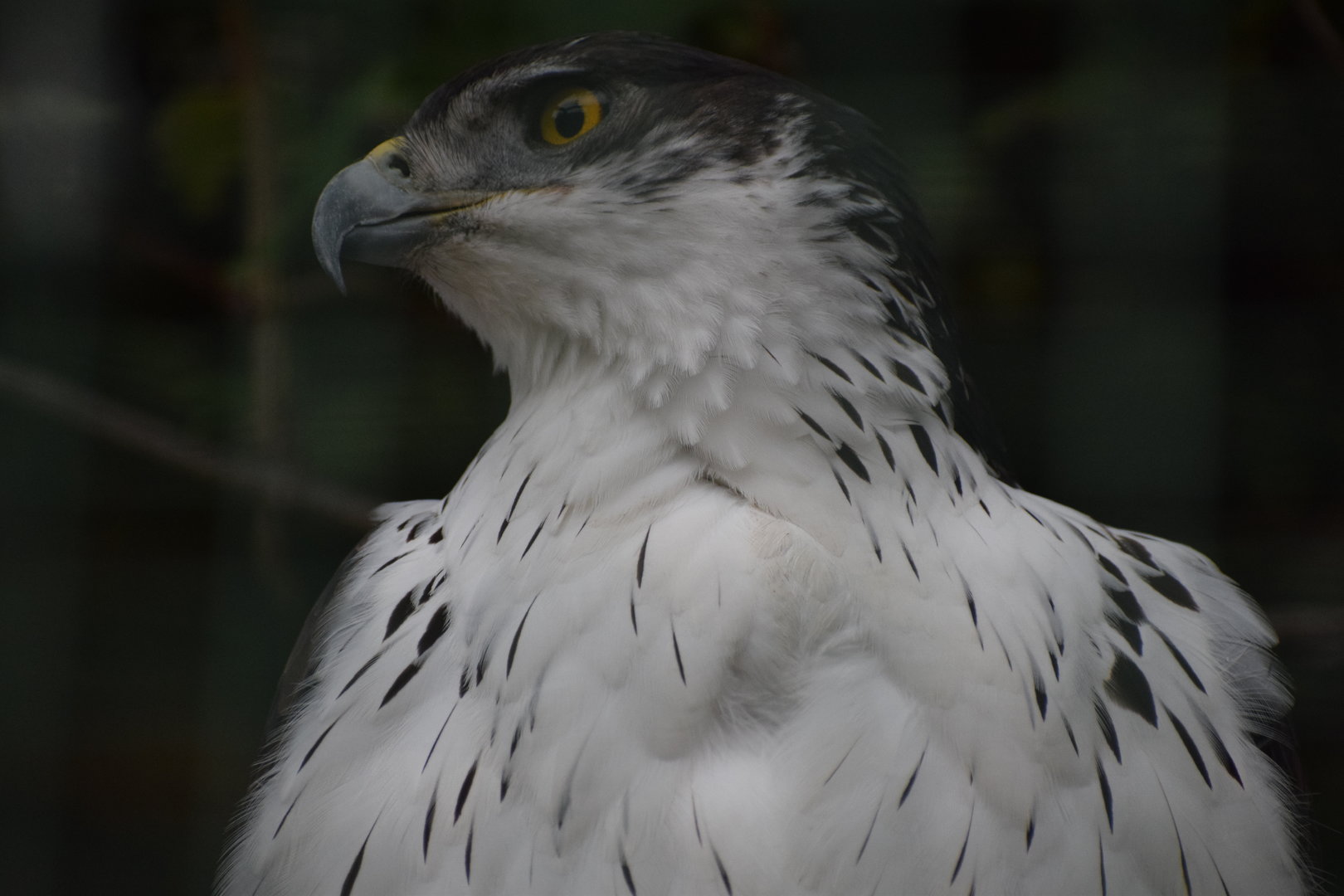 African hawk-eagle - October 2023