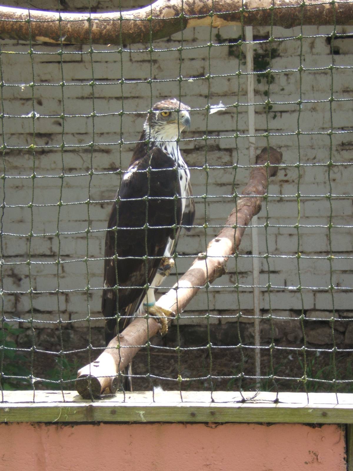 African Hawk Eagle