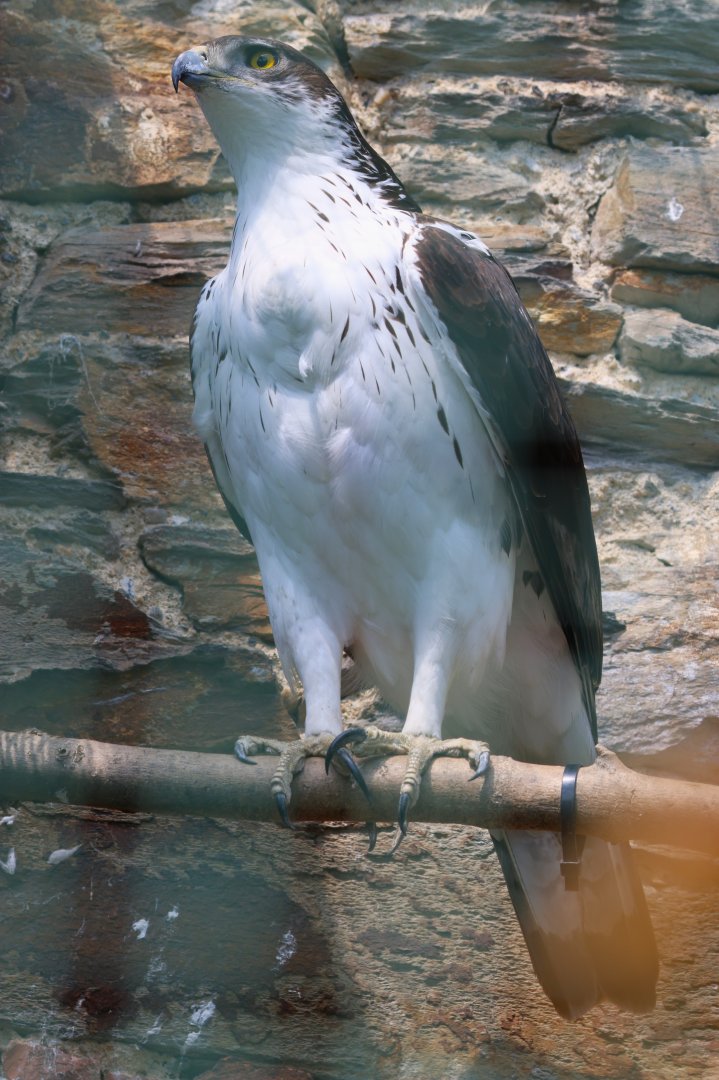 African hawk-eagle