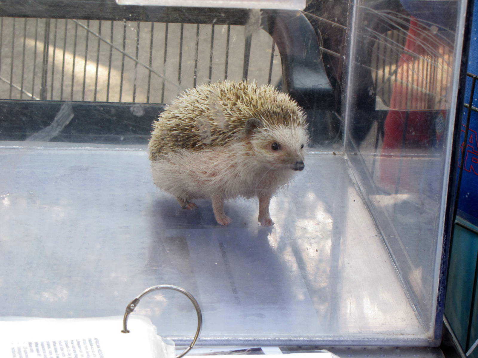 African Hedgehog