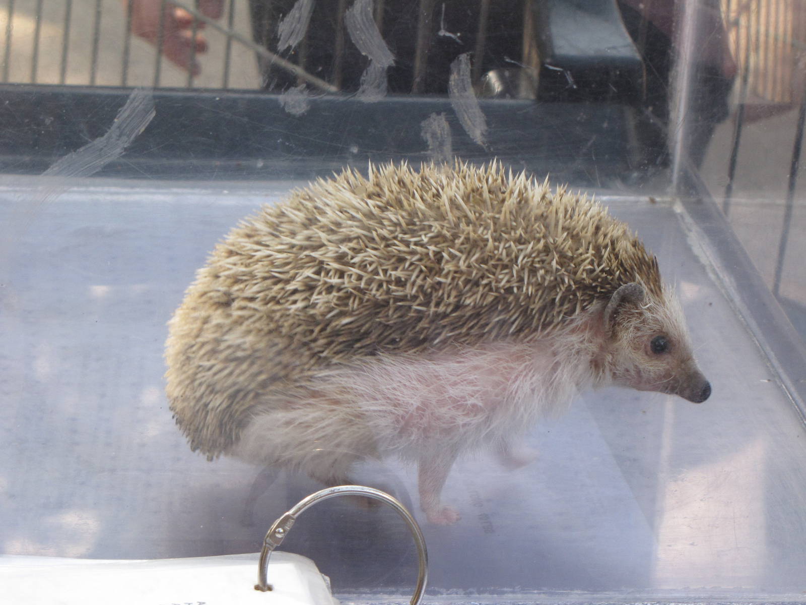 African Hedgehog