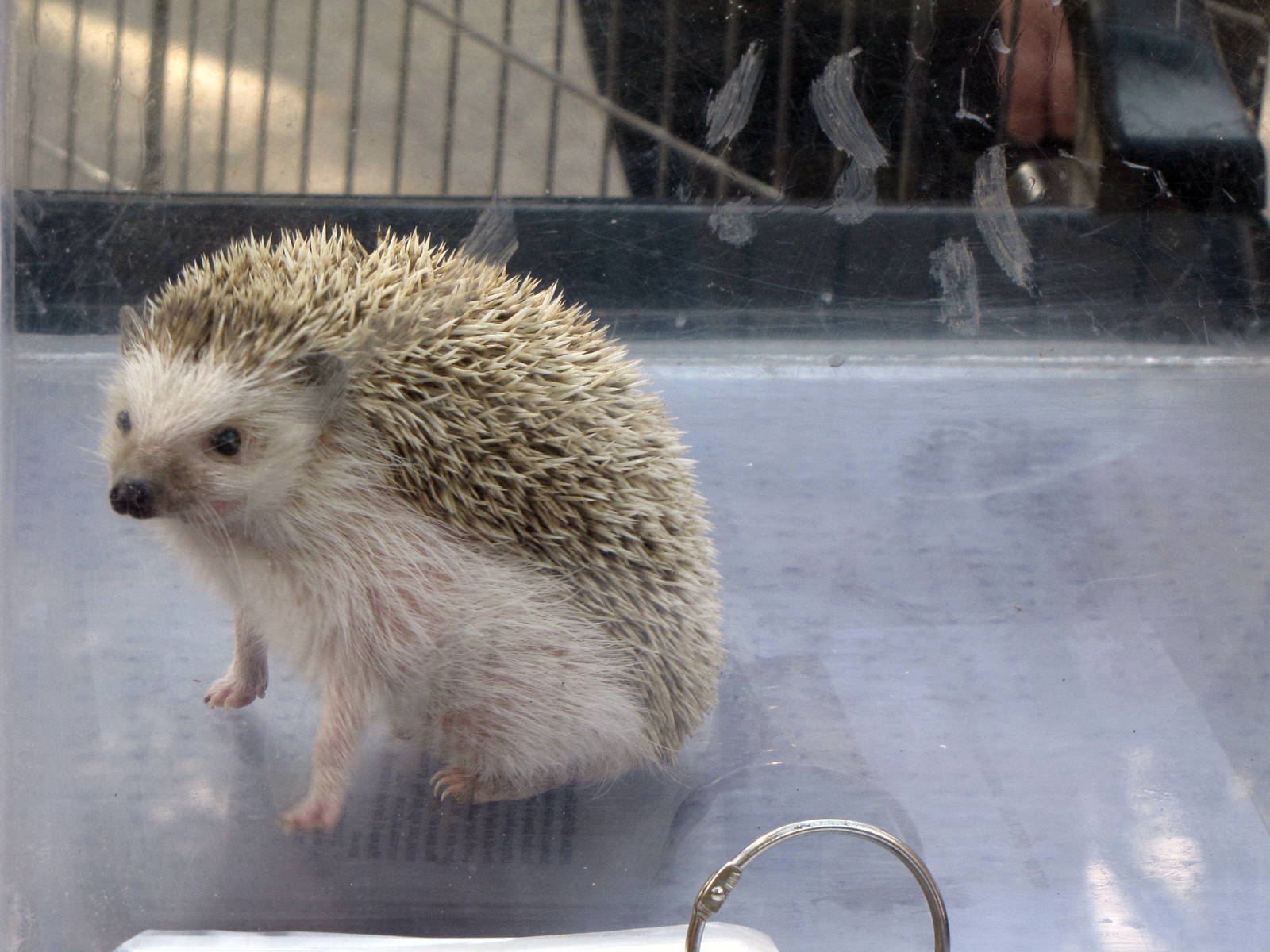 African Hedgehog