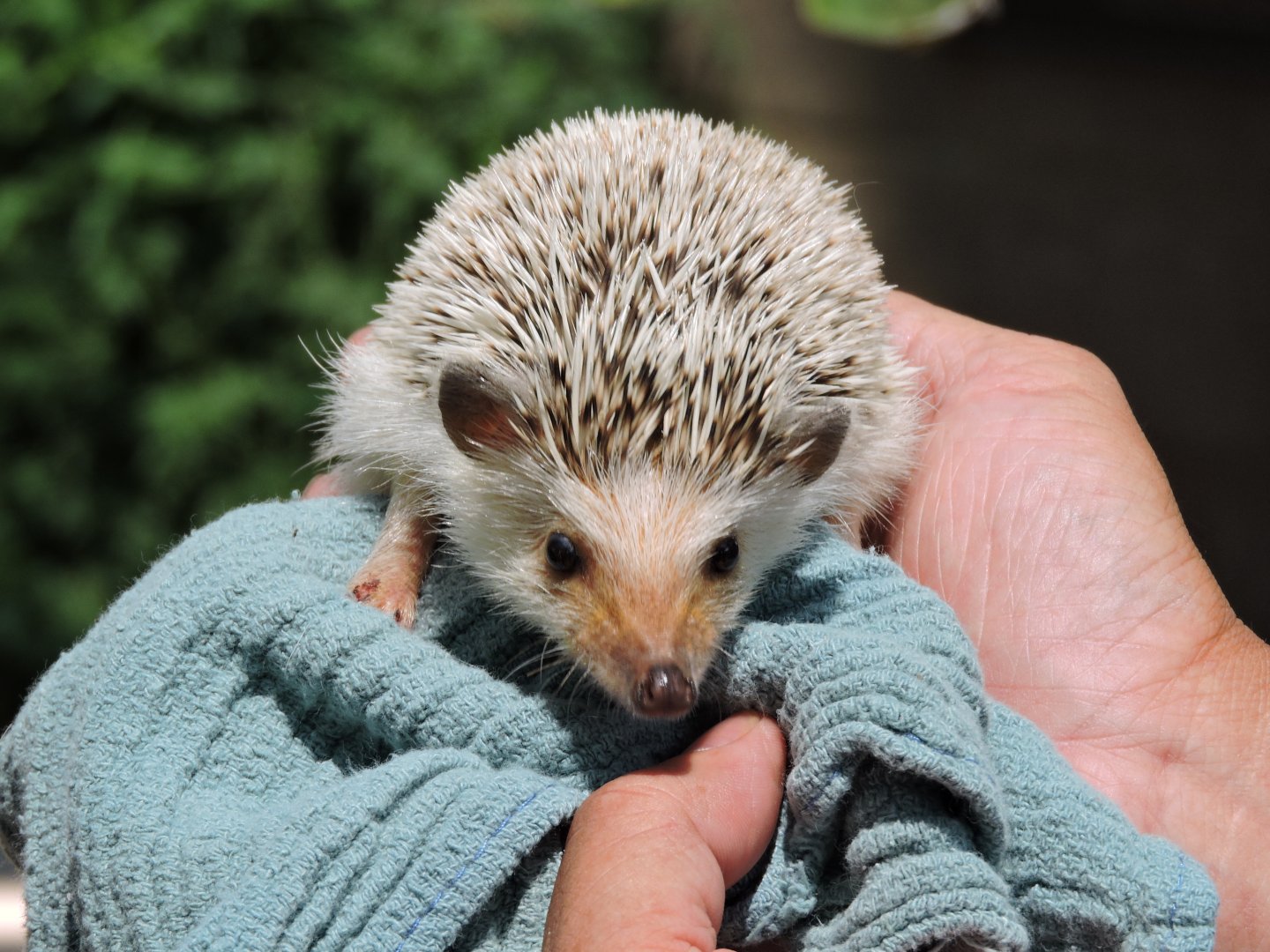 African Hedgehog