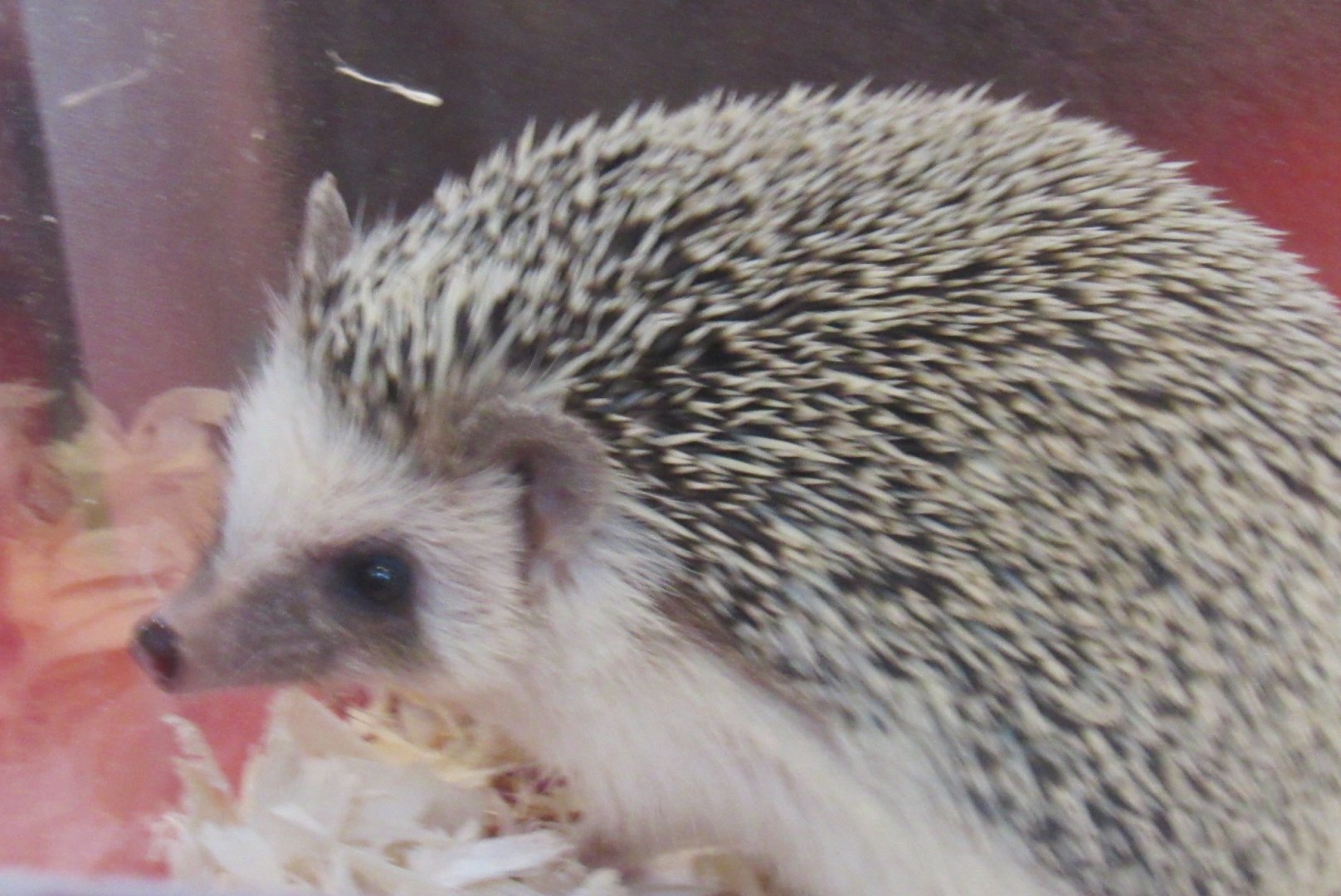 African hedgehog