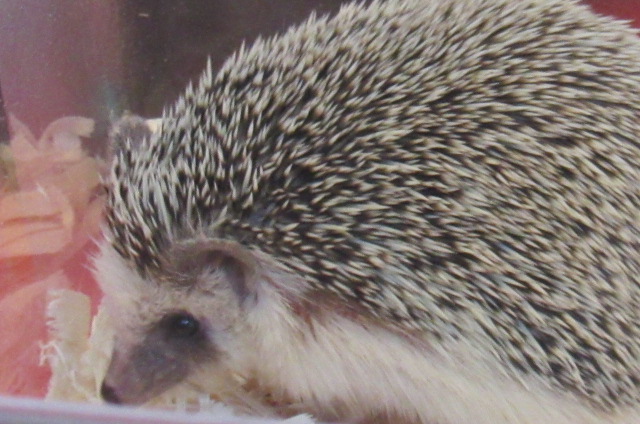African hedgehog