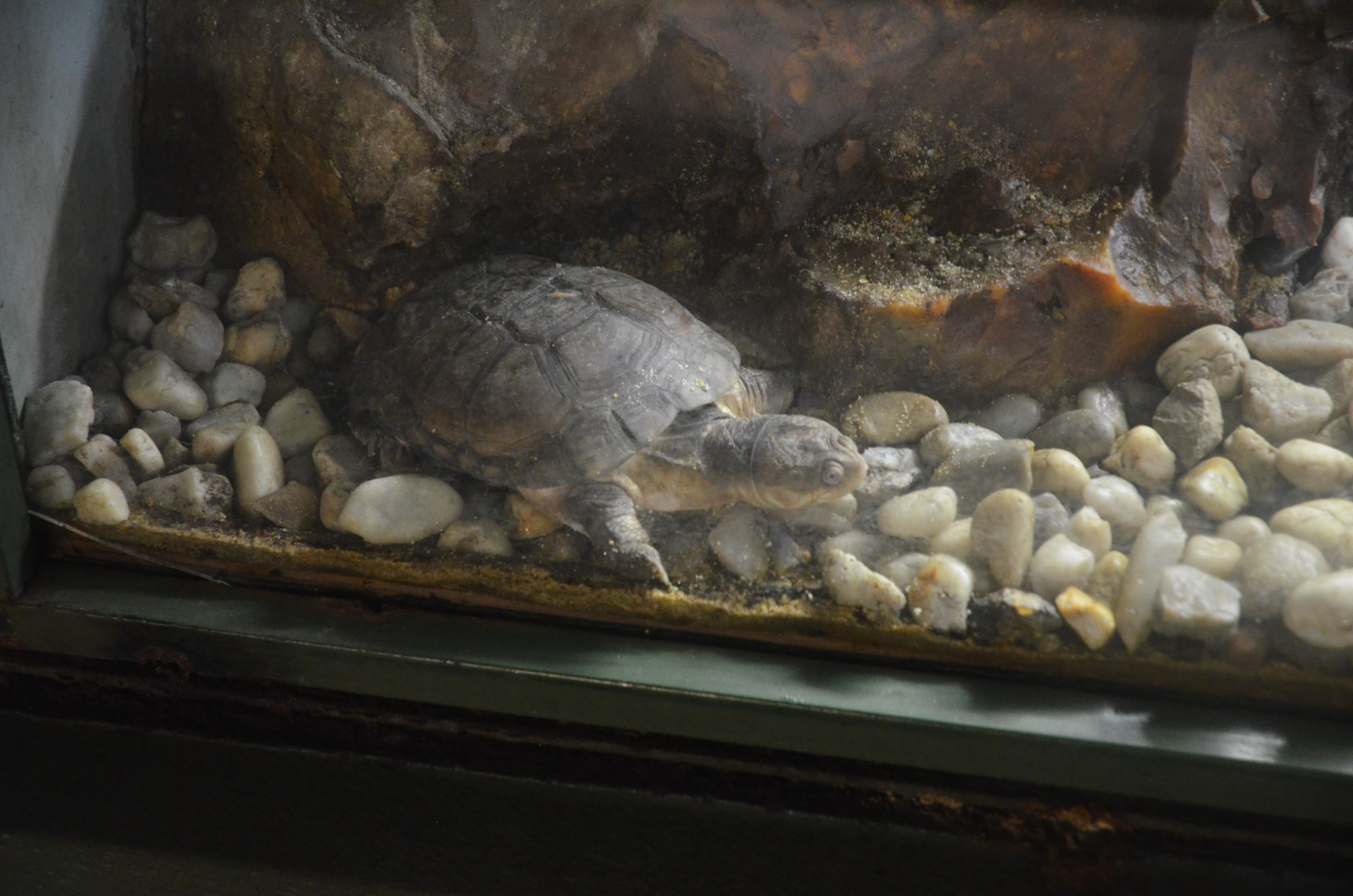 African Helmeted Turtle at La Flèche, 11/06/18