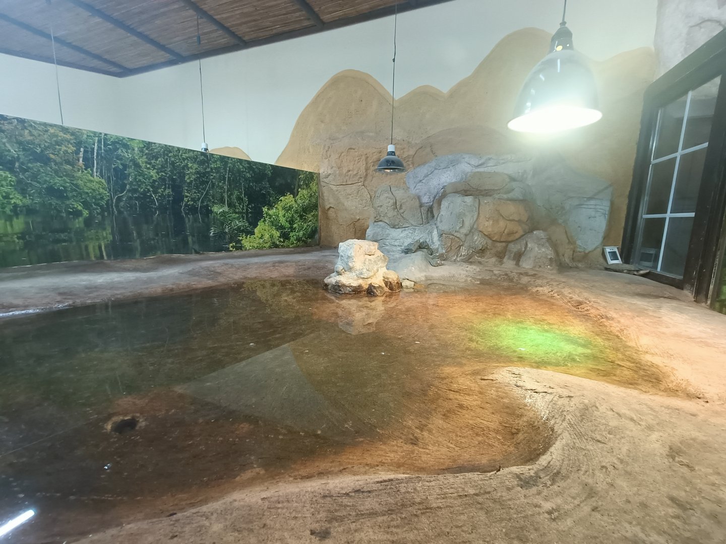 African helmeted turtle exhibit - Crocodile park Torremolinos
