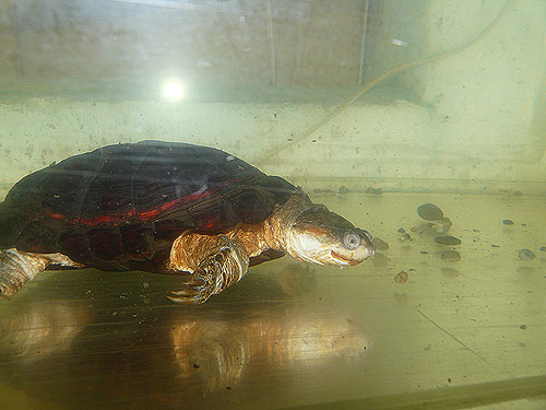 African Helmeted Turtle in Kishinev Zoo
