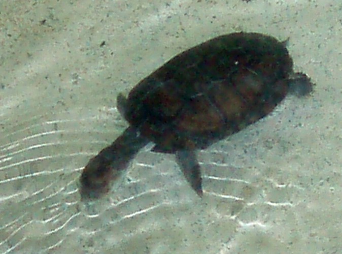 African Helmeted Turtle (Pelomedusa subrufa)