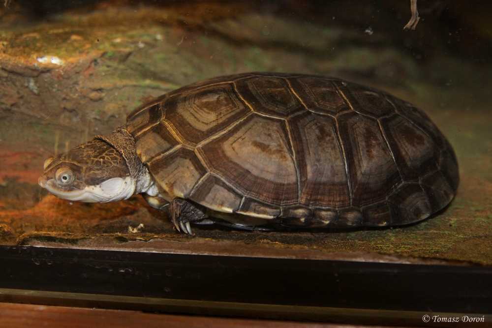 African Helmeted Turtle (Pelomedusa subrufa)