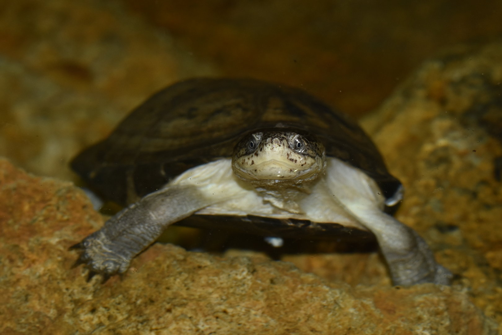 African helmeted turtle Pelomedusa subrufa