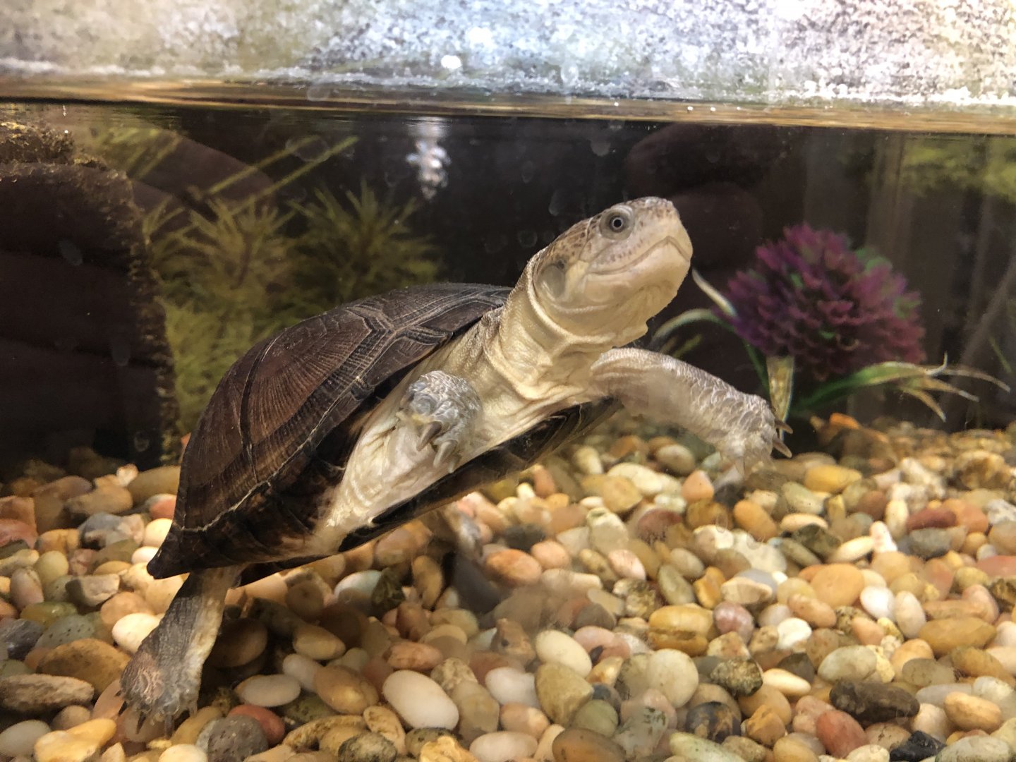 African helmeted turtle (Petsmart)