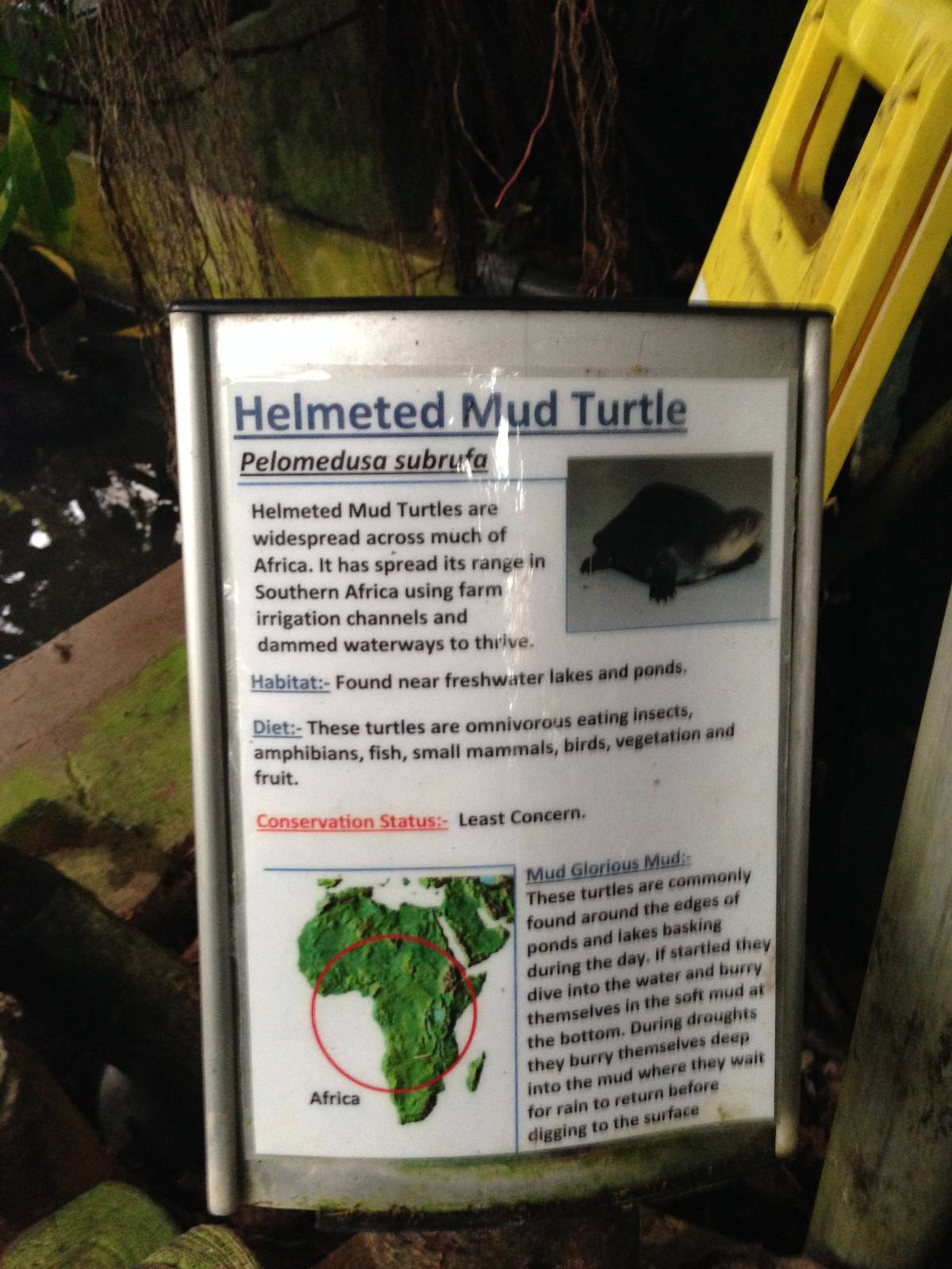 African Helmeted Turtle Signage at Tropical World - 02/10/2013