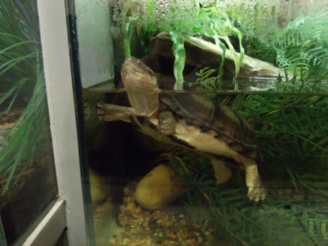 African Helmeted Turtle