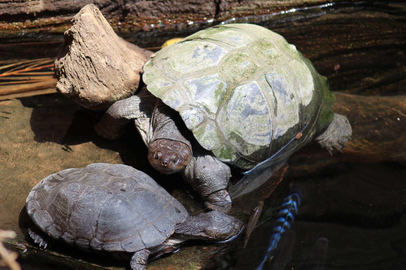 African Helmeted Turtle