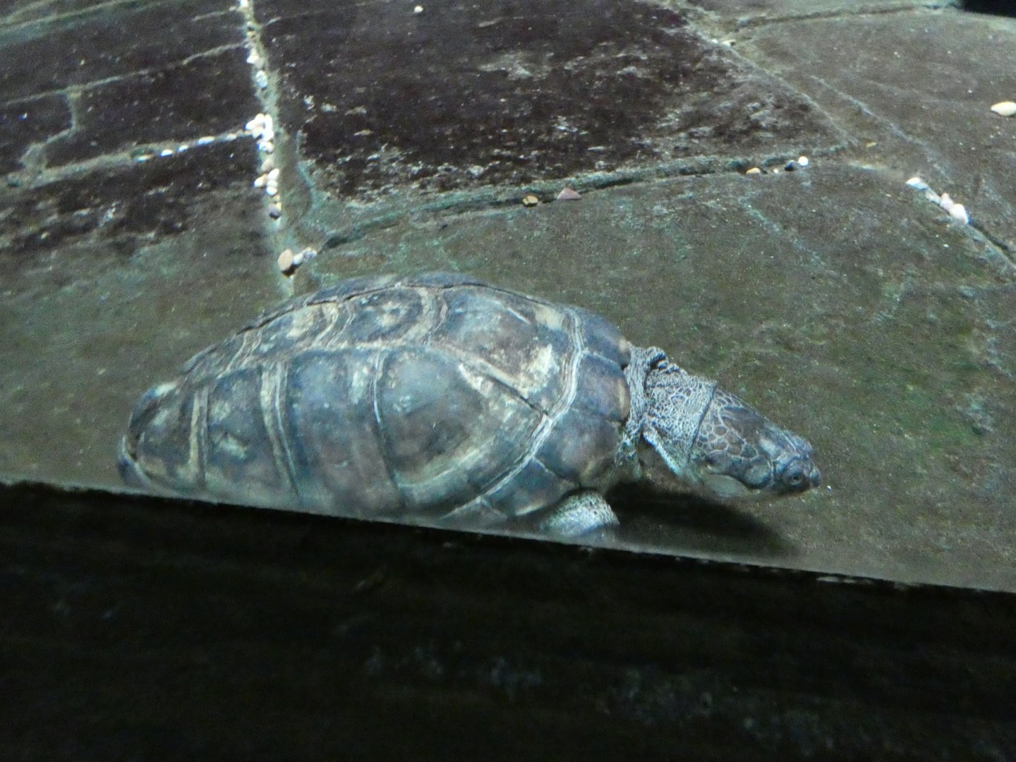 African helmeted turtle