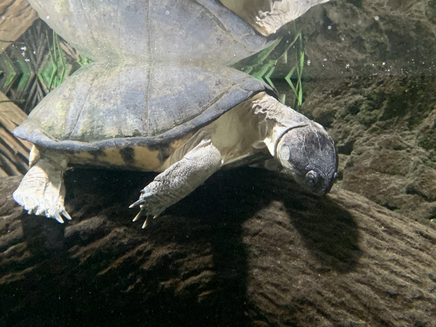 African helmeted turtle