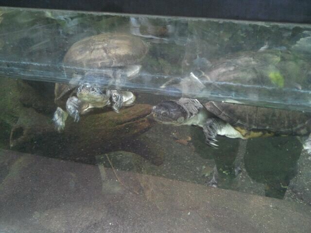 African helmeted turtles in the Butterfly Rainforest