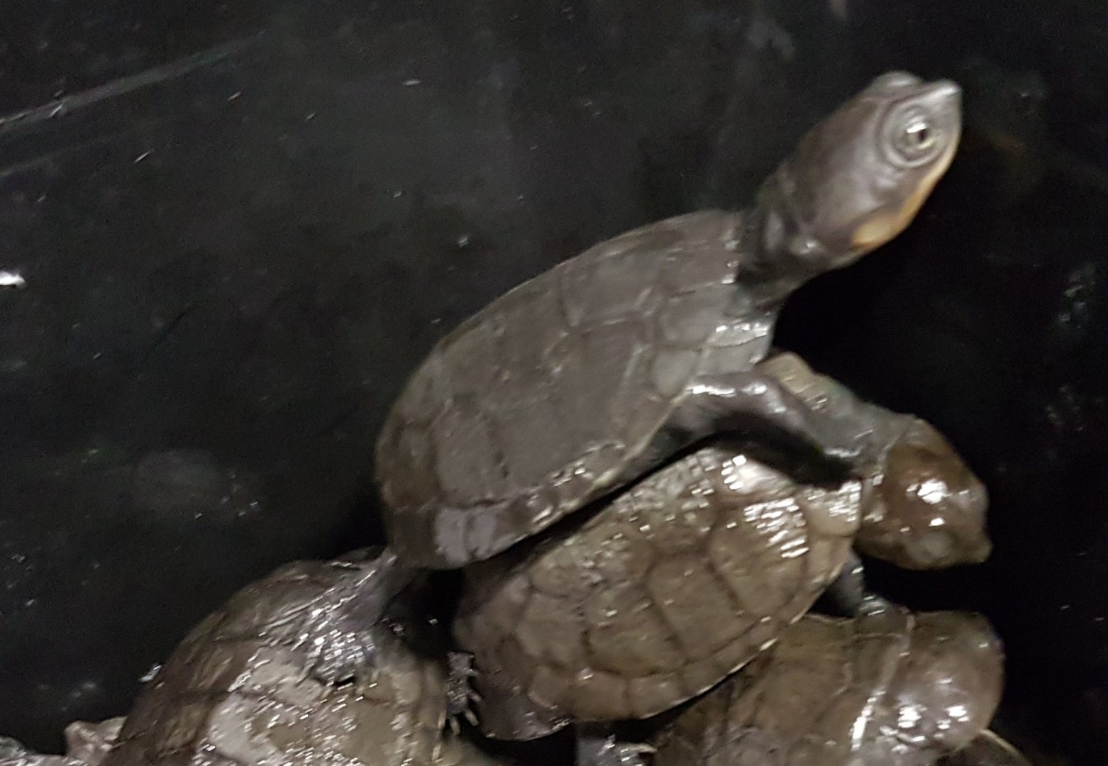 African helmeted turtles - Pelomedus subrufa