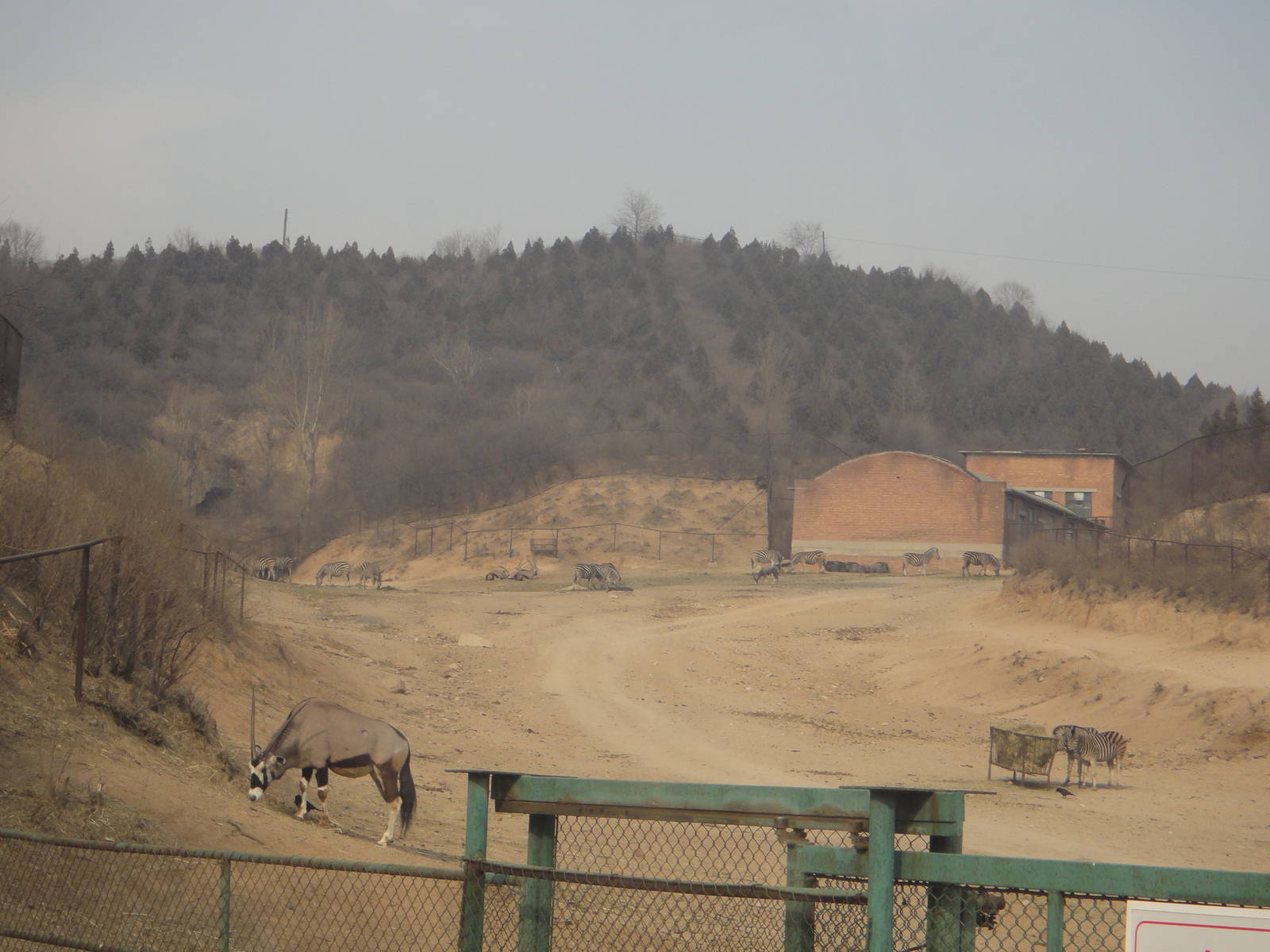 African herbivore enclosure