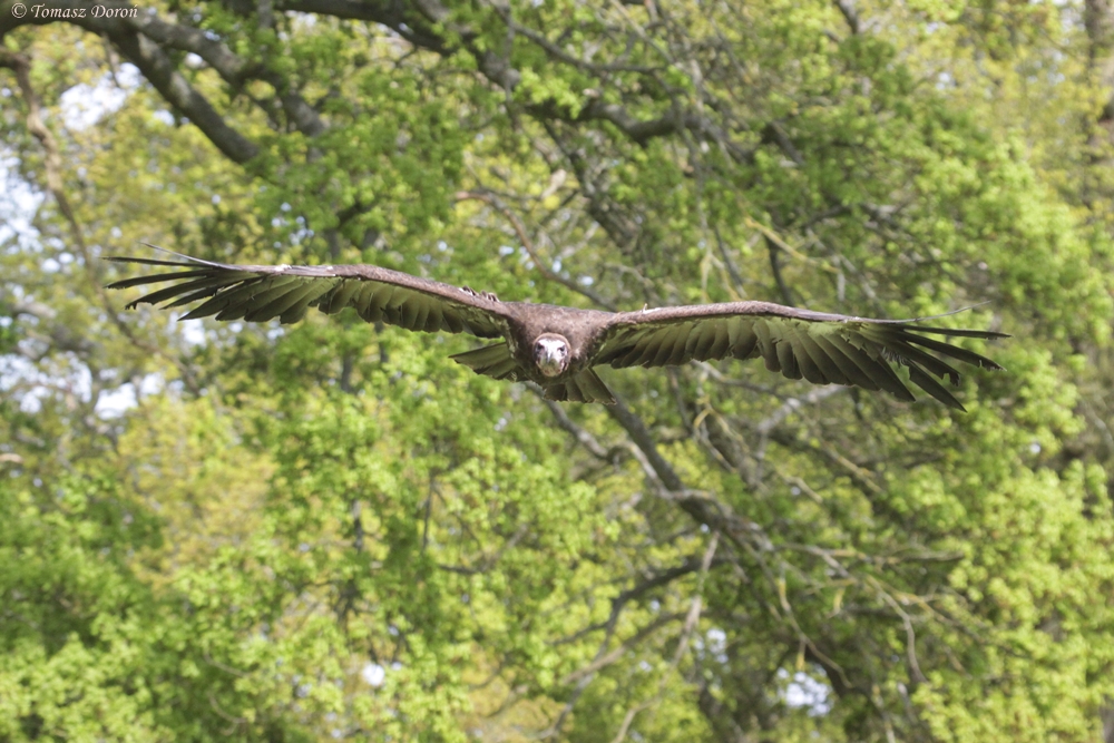 African Hooded Vulture (Necrosyrtes monachus)