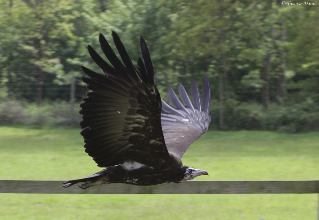 African Hooded Vulture