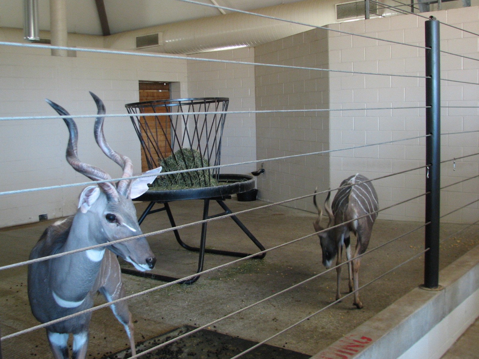 African Hoofed Stock - Lesser Kudu Bedroom
