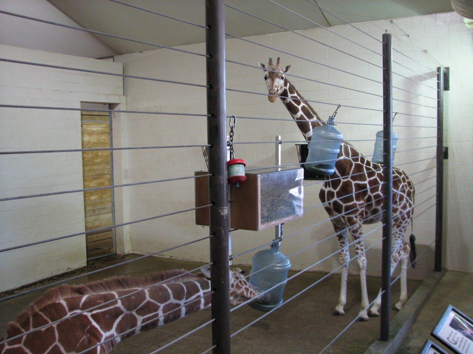 African Hoofed Stock - Reticulated Giraffe Bedroom
