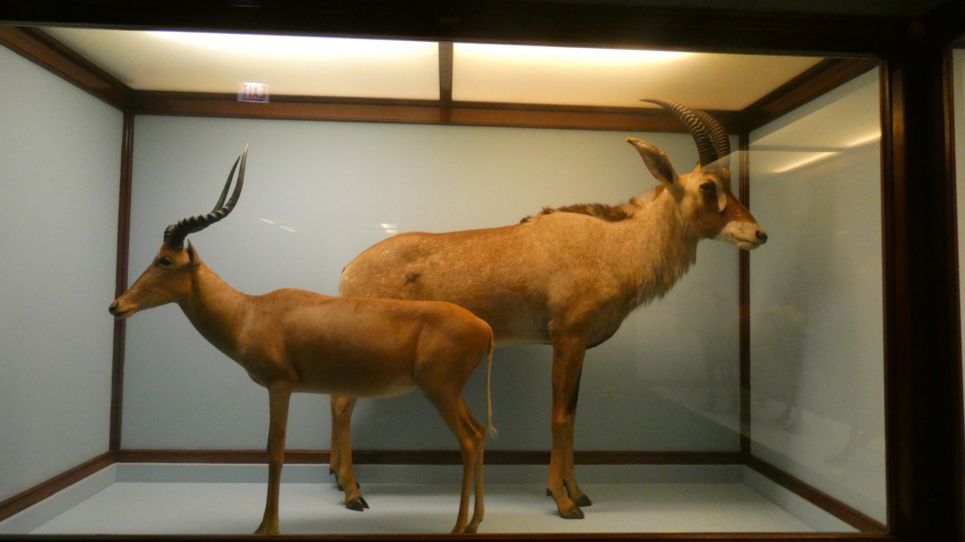 African Hoofstalk Display, What is an Animal - Feb. 2022