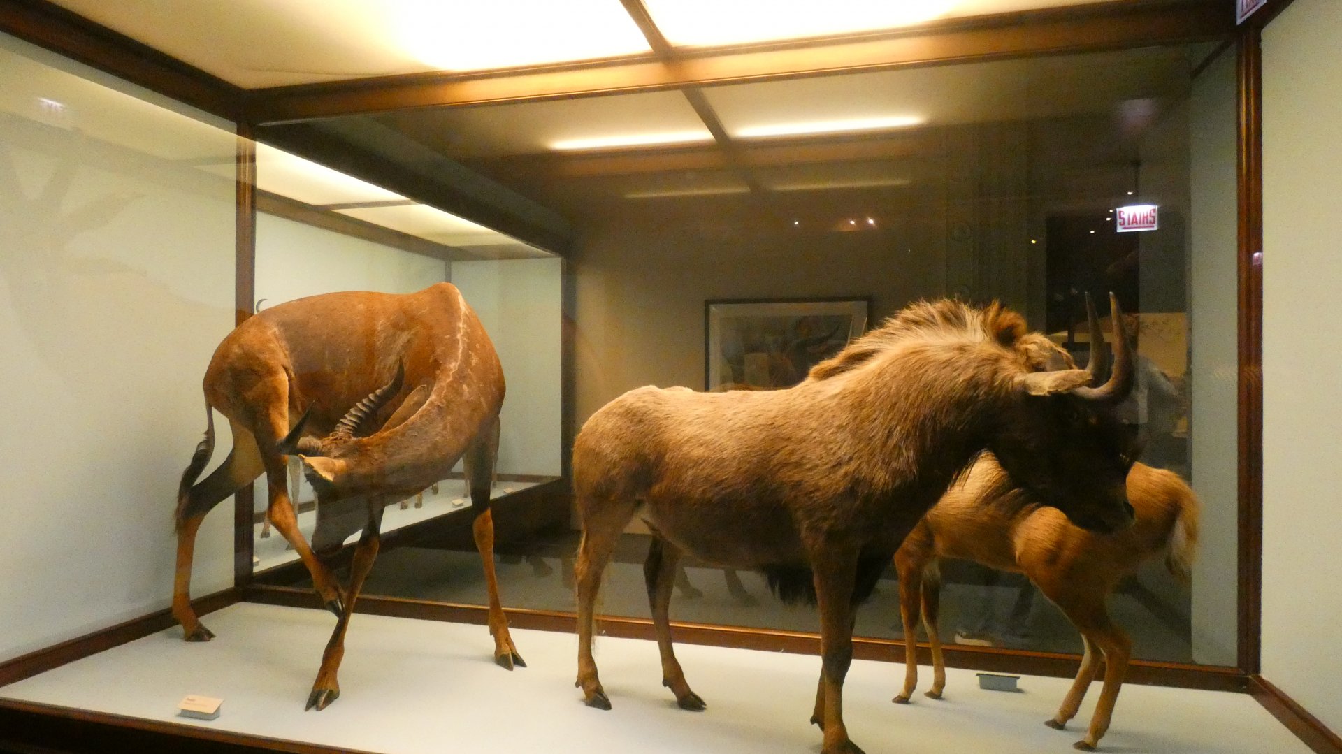 African Hoofstalk Display, What is an Animal - Feb. 2022