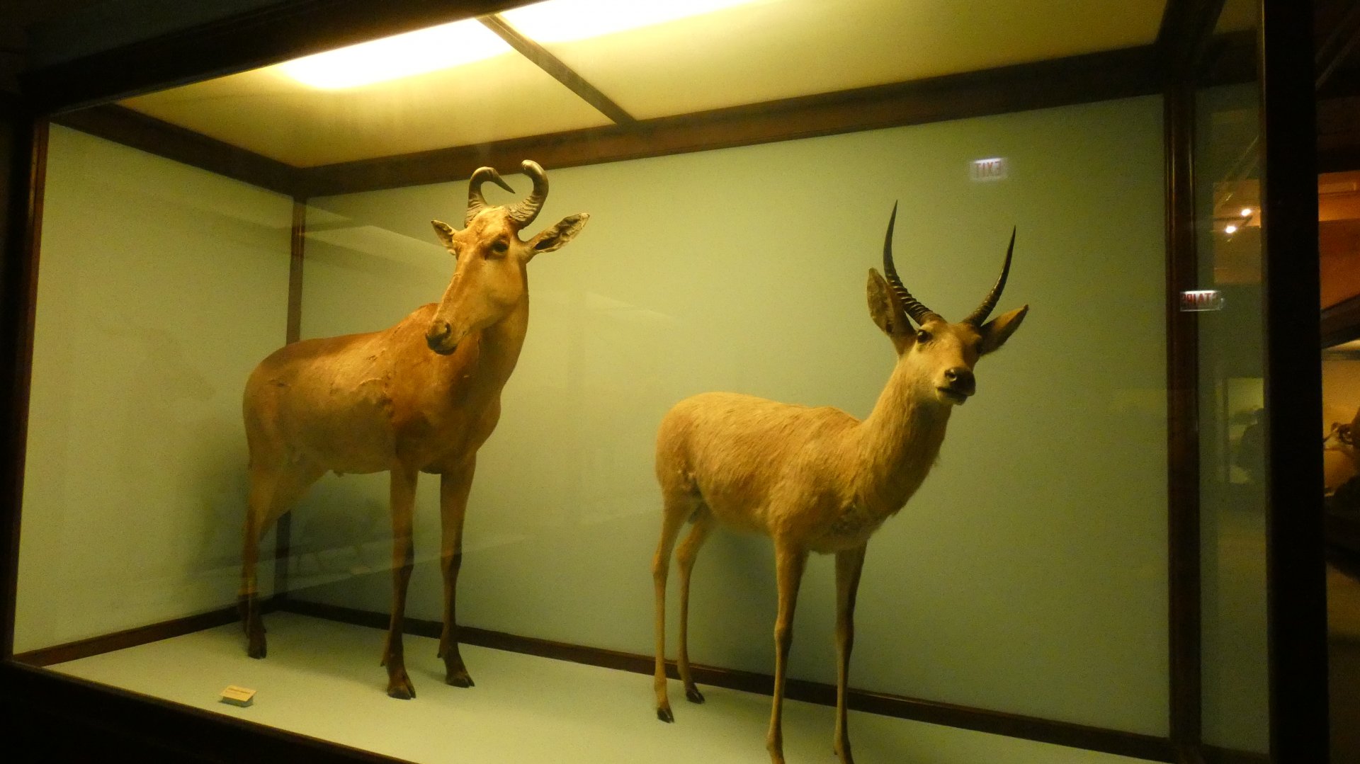 African Hoofstalk Display, What is an Animal - Feb. 2022