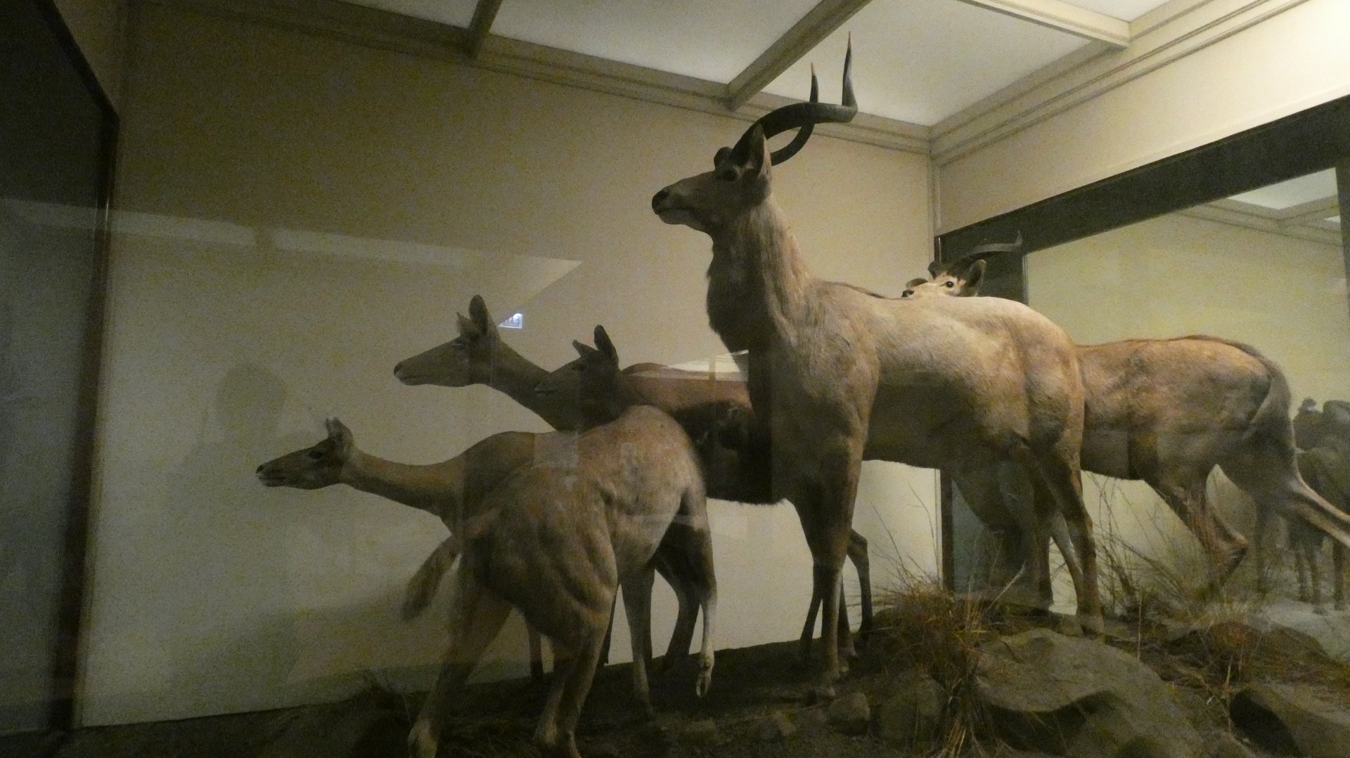 African Hoofstalk, Mammals of Africa - Feb. 2022