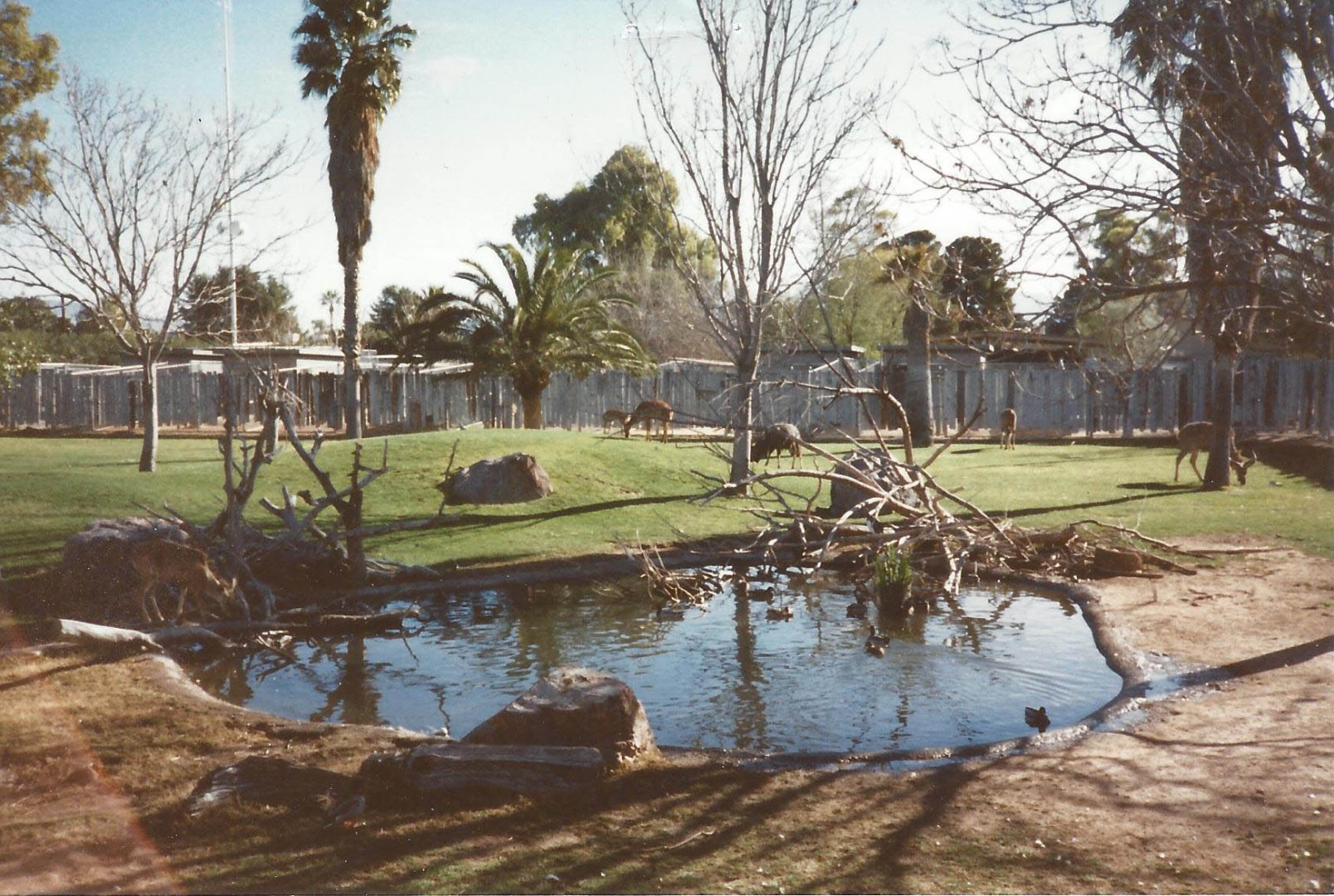 African Hoofstock 1990s