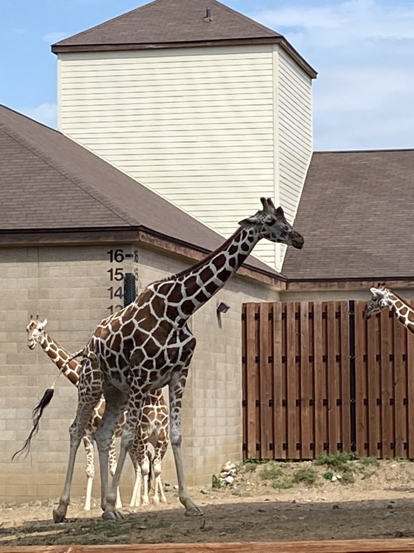African hoofstock- giraffe