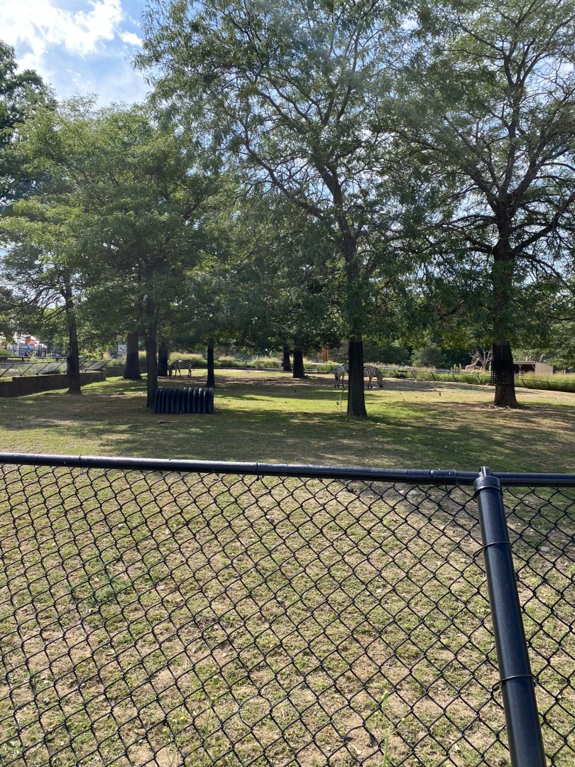 African hoofstock- grants zebra/lesser kudu/African spurred tortoise exhibit