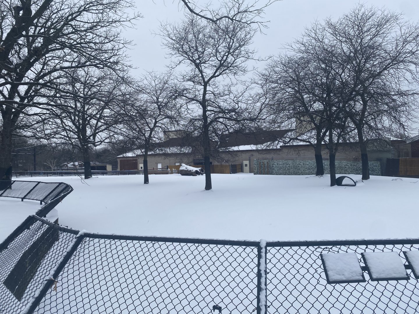 African Hoofstock - Grant’s Zebra/Lesser Kudu/African Spurred Tortoise Exhibit