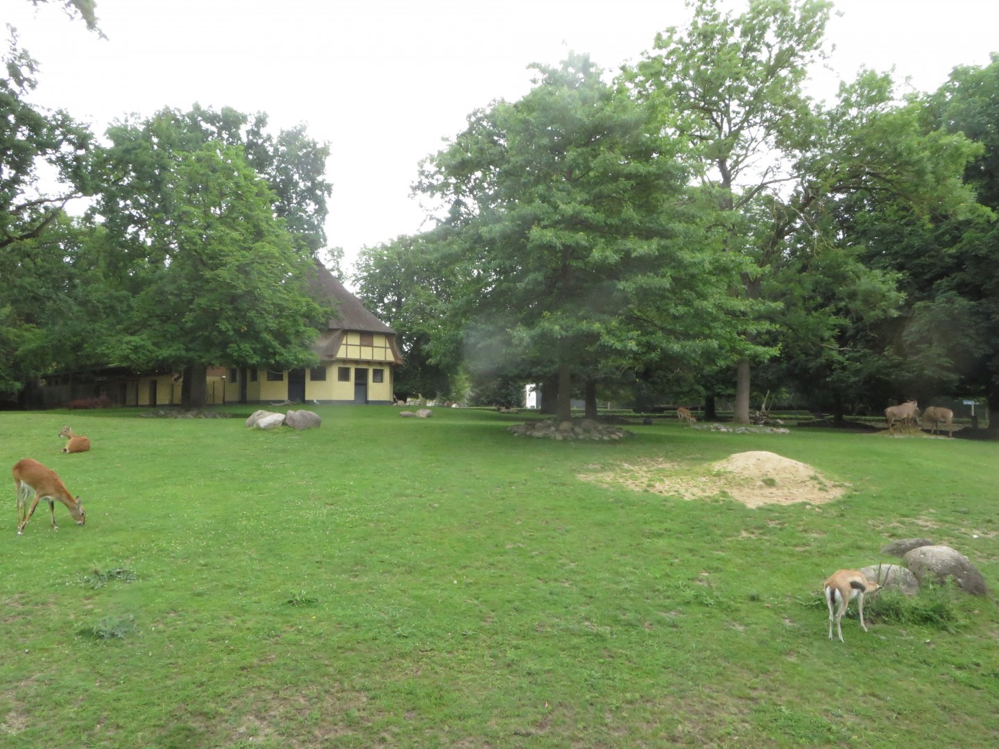 African hoofstock paddock