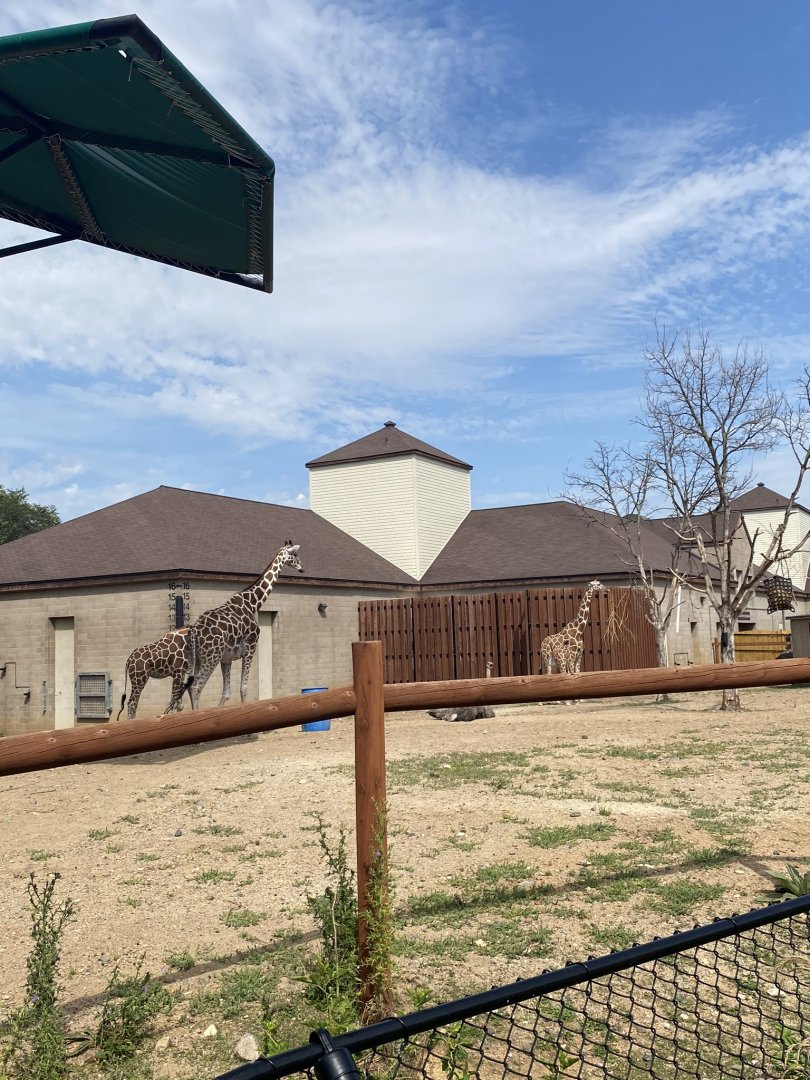 African hoofstock- reticulated giraffe/ostrich/plains zebra exhibit