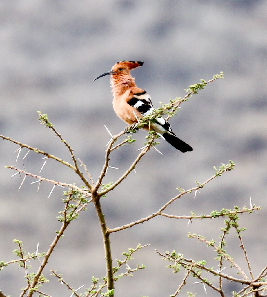 African Hoopoe