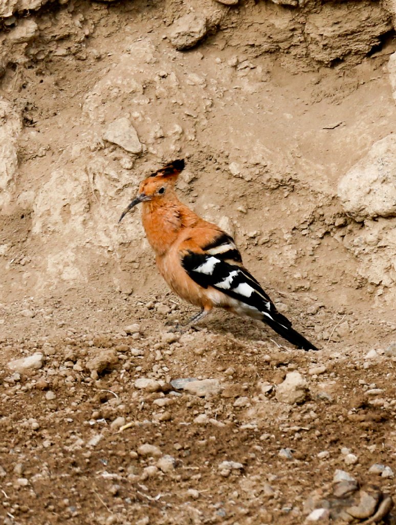 African Hoopoe