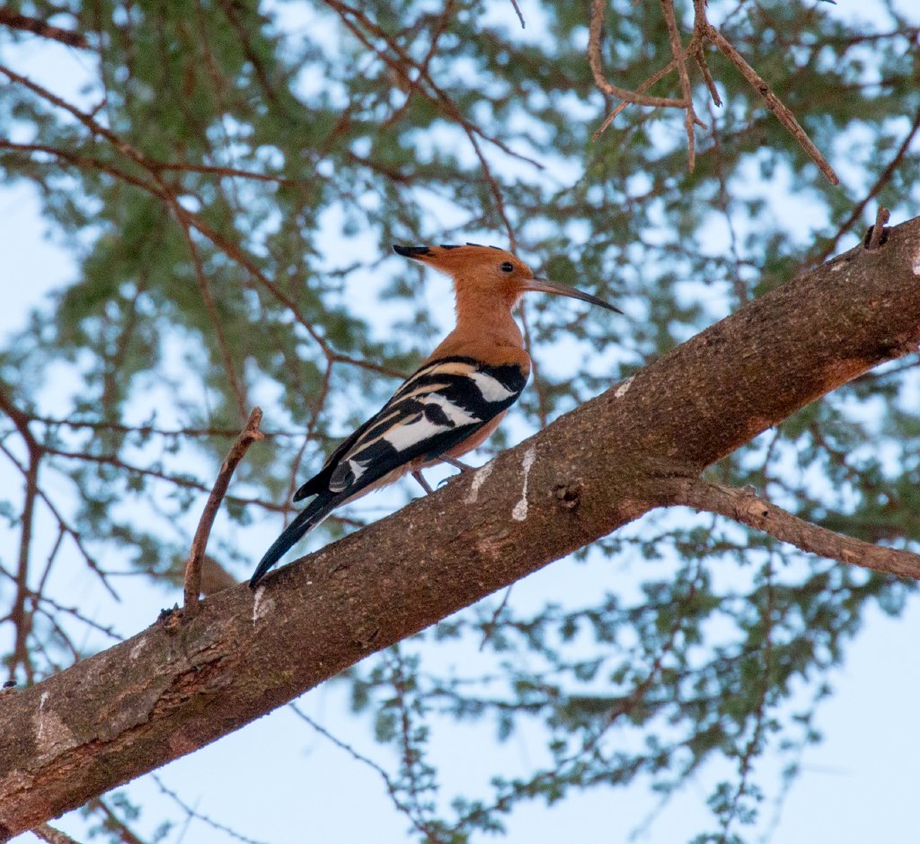 African Hoopoe