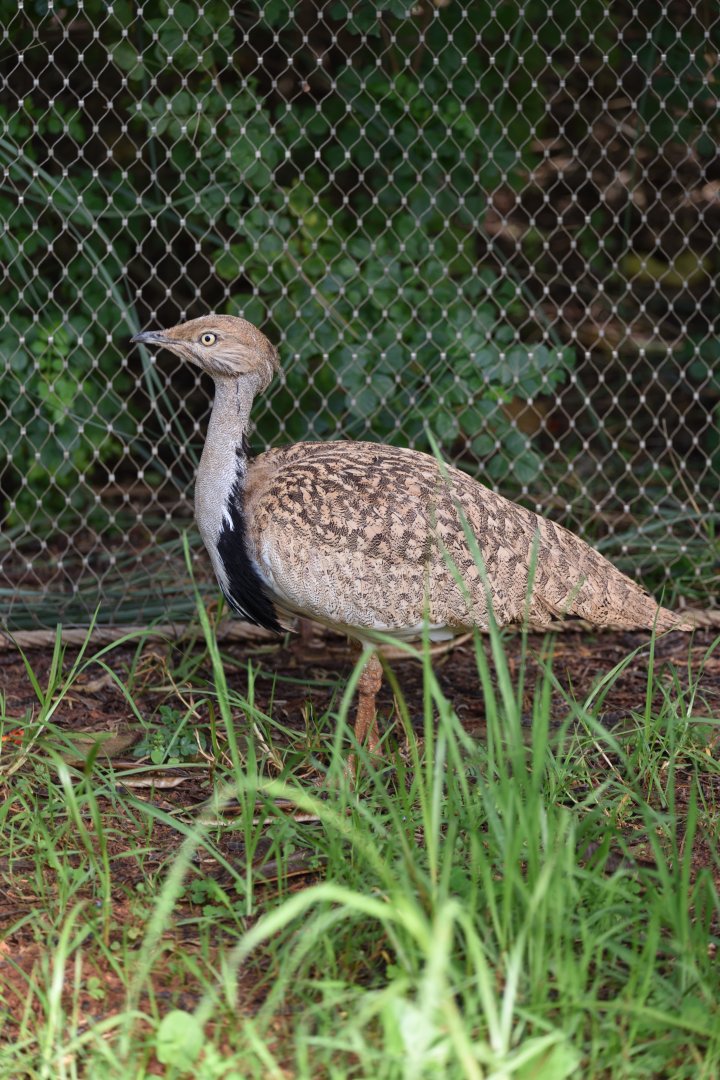 African houbara (Chlamydotis undulata)