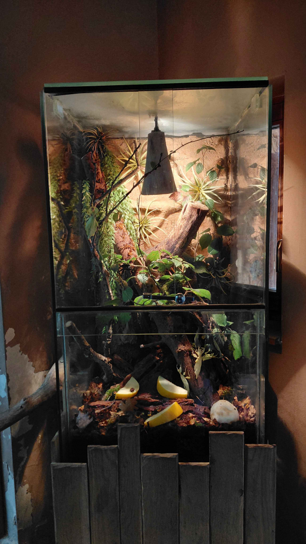 African house - invertebrate exhibit