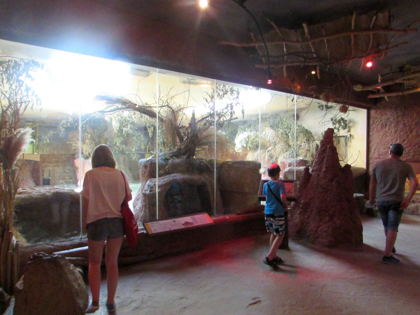 African House. Kirk's dik-diks and Aardvarks exhibit - July/2017